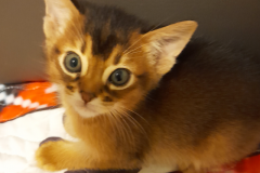 Beau